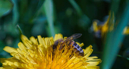 Bees are busy collecting from flowers