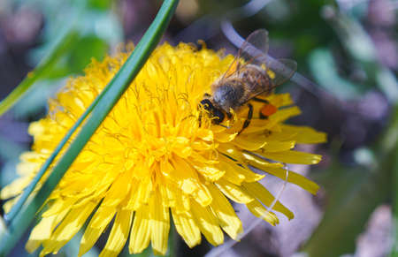 Bees are collecting on a yellow flower
