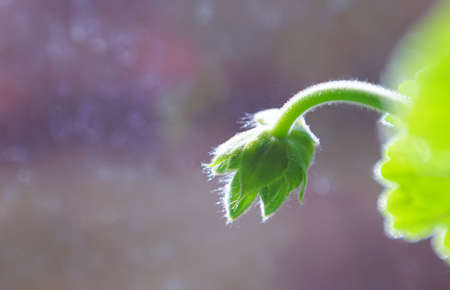 Flowering buds that have started to open, geranium flower buds