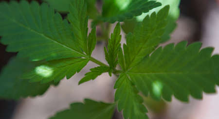 Plant buds, newly grown buds, macro image