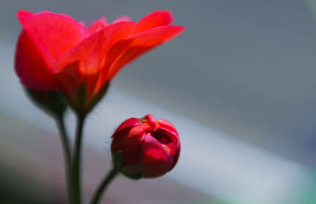 Macro image of geranium flower buds, flower budsの写真素材