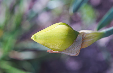 Unopened yellow tulip buds are about to openの写真素材