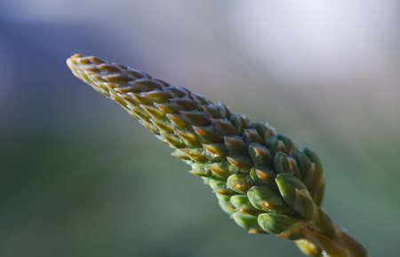 Aloe flower buds, macro imageの写真素材
