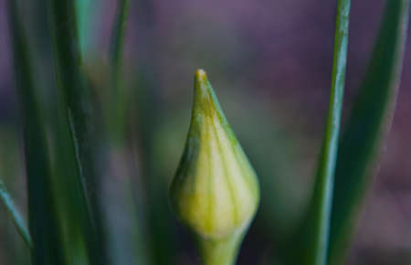 Unopened tulip flower buds on the eve of openingの写真素材