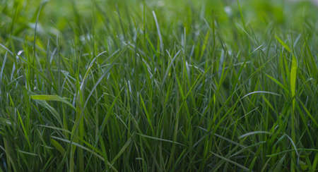 Grass leaves on the lawn, green grassの写真素材