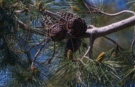 Fruit on a pine branch, several fruits on one branch