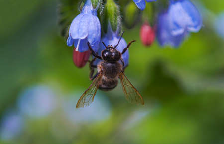The bees clung to the flower, a macro image