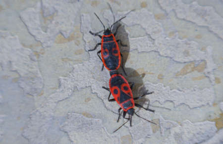 A macro image of red beetles clinging to each other
