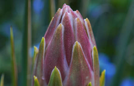 Macro image of large dracena flower buds