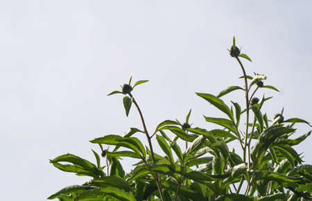 On the eve of the opening of the bell flower budsの写真素材
