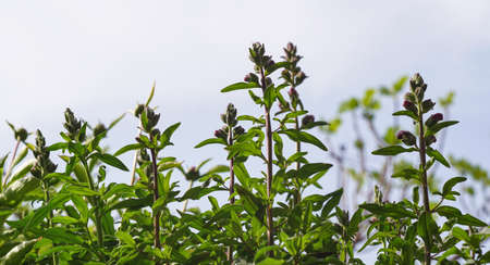 On the eve of the opening of the bell flower buds