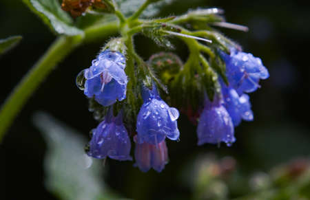 Macro image of water droplets on blue bell flowersの写真素材