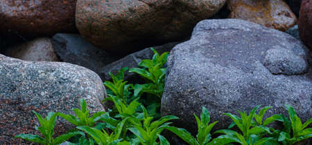 Flowers growing among large stones, large stonesの写真素材
