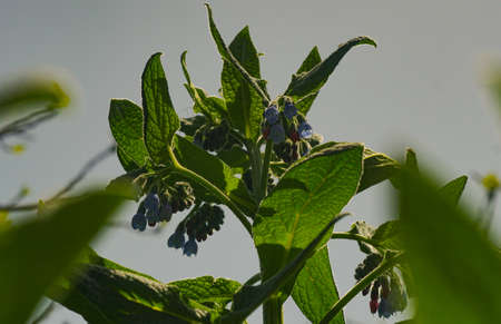 Flower buds, newly grown budsの写真素材