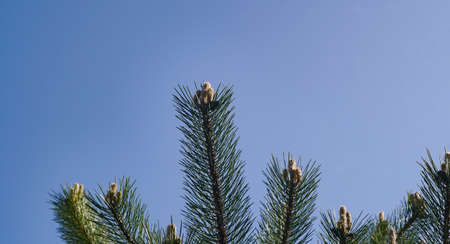 Pine flower buds, new budsの写真素材