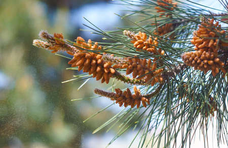 Pine flower buds turn yellow