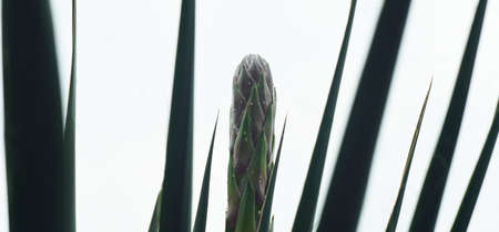 On a white background, thorny flower buds, flowers ringの写真素材