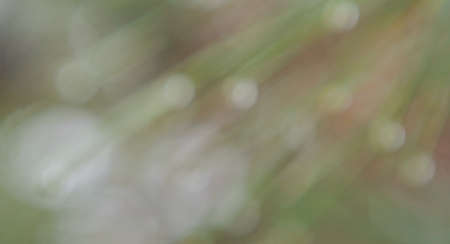 Photo of grass, green bokeh backgroundの写真素材
