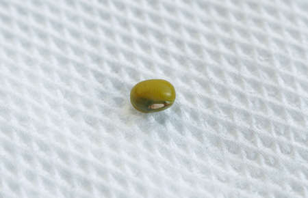 A slice of bean, a small green bean