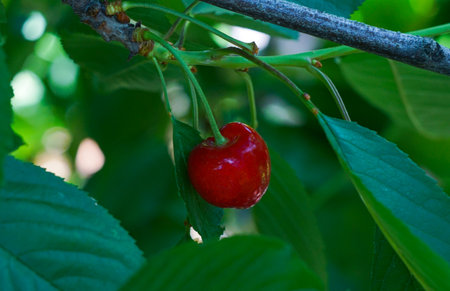 Cherry fruit on a tree branch, red cherry fruitの写真素材