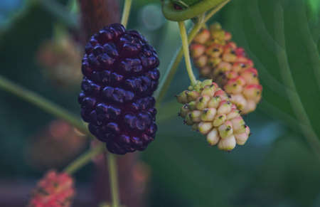 Mulberry berries on mulberry tree branches, red mulberry fruit