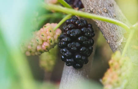 Mulberry berries on mulberry tree branches, red mulberry fruitの写真素材