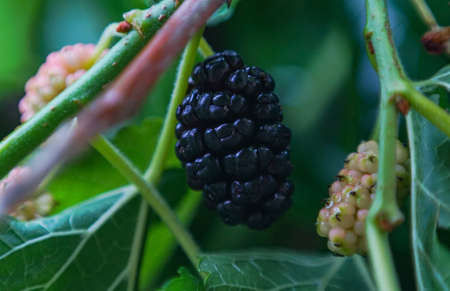 Mulberry berries on mulberry tree branches, red mulberry fruit