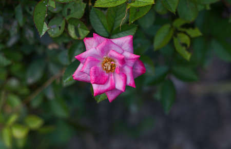 a large red flower opens, red rosesの写真素材