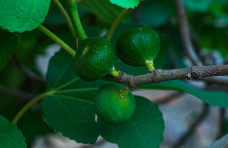 Green figs, unripe figs