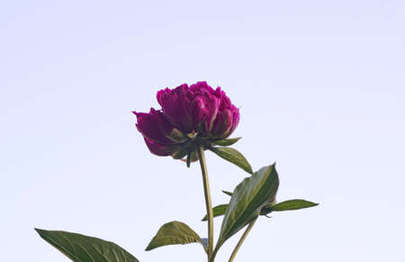 A large red flower is opening on a white backgroundの写真素材