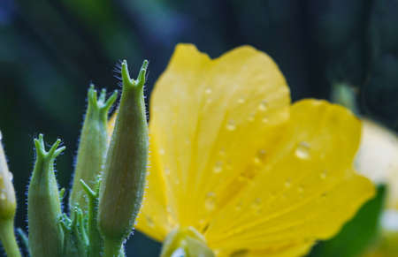 Macro image of yellow flower unopened budsの写真素材