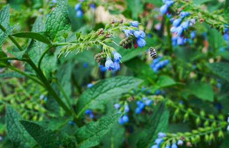 Bees fly in front of flowers, big beesの写真素材