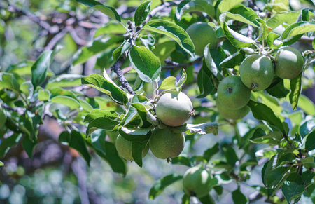 A green apple on a branch of an apple tree, an unripe apple