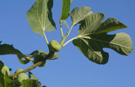 Green figs, yellow and green figs on the branch