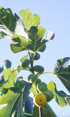 Yellow figs, yellow and green figs on the branch
