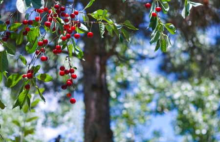 Fruits on a cherry tree, red ripe shiny fruitsの写真素材
