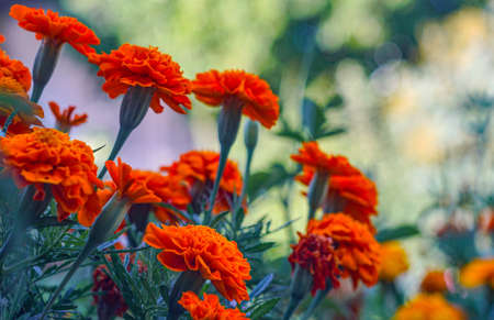 Yellow flowers are blooming in the flower gardenの写真素材