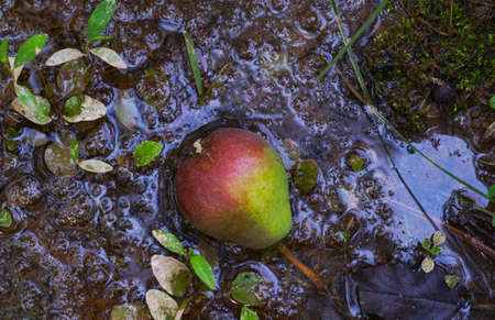 A pear spilled on the ground, a pear fell into the waterの写真素材