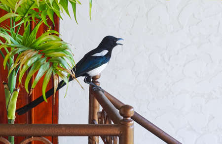 A crow with white feathers entered the house and sat on the stairsの写真素材