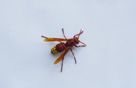 A big red bee is standing on a white backgroundの写真素材