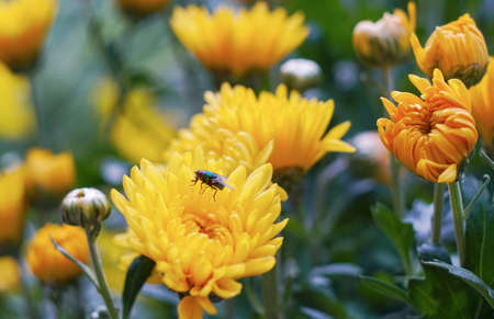 A green fly landed on yellow flowers