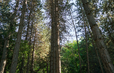 Trunks of pine trees in the forest, thick forest