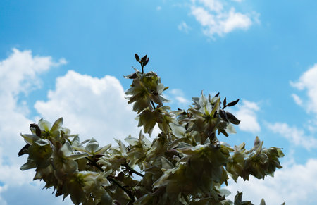 Blue sky behind a large bellflower