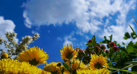 The blue sky is visible behind the yellow flowers