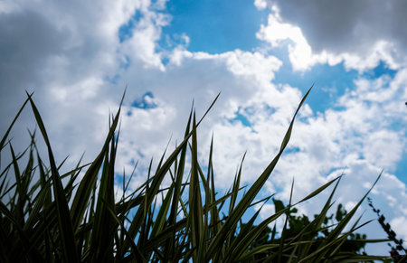 Blue sky behind grass leaves, white clouds in the skyの写真素材