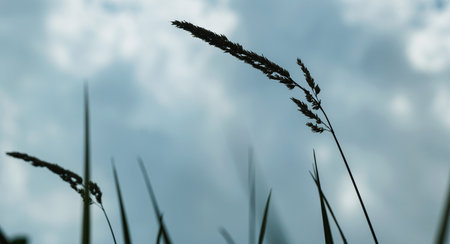 Blue sky behind grass leaves, white clouds in the sky