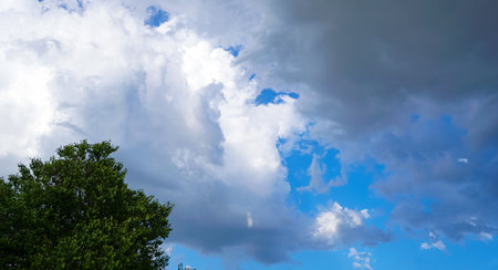 Blue sky behind the pine branches, white clouds in the blue sky