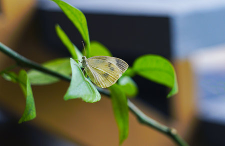 A white butterfly is landing on a flower petalの写真素材