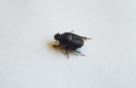 Black beetle on a white backgroundの写真素材