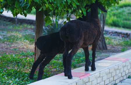 Black rams are eating leaves from a tree branchの写真素材